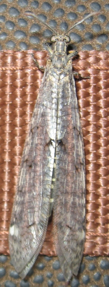 Distoleon tetragrammicus e Gymnocnemia variegata